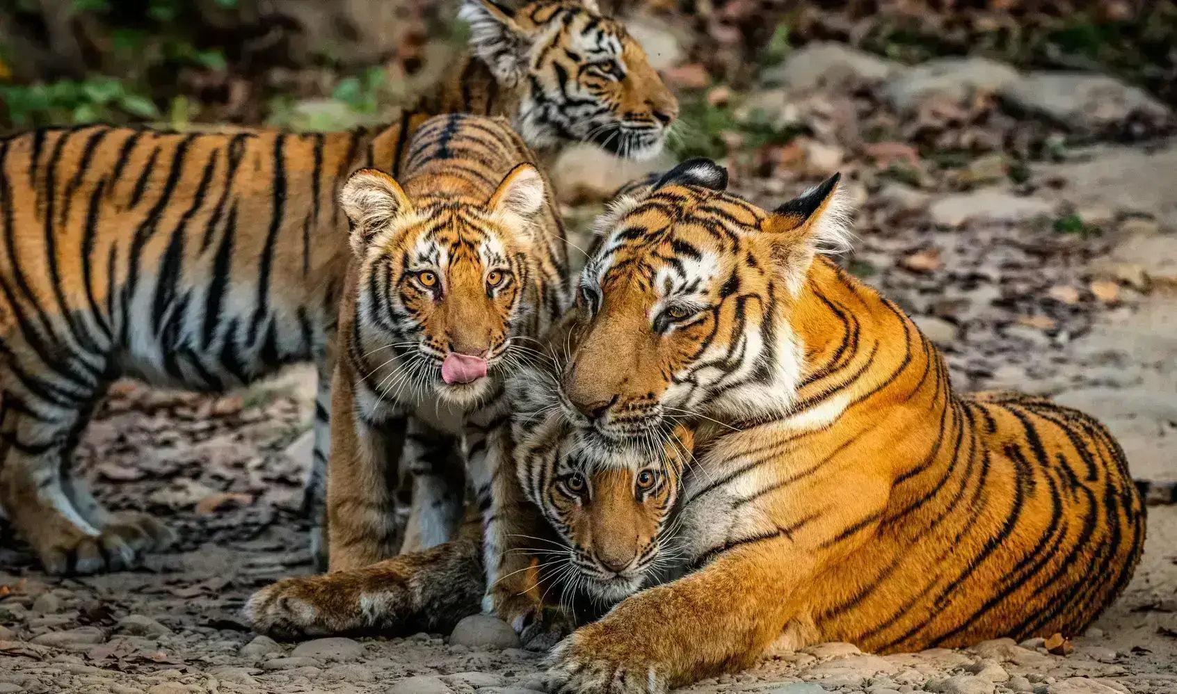 Royal Bengal Tiger